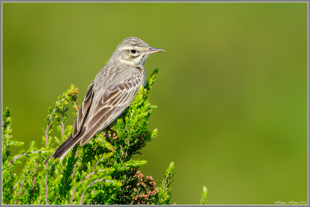 Tawny Pipit