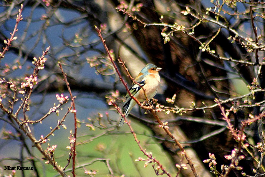 Eurasian Chaffinch