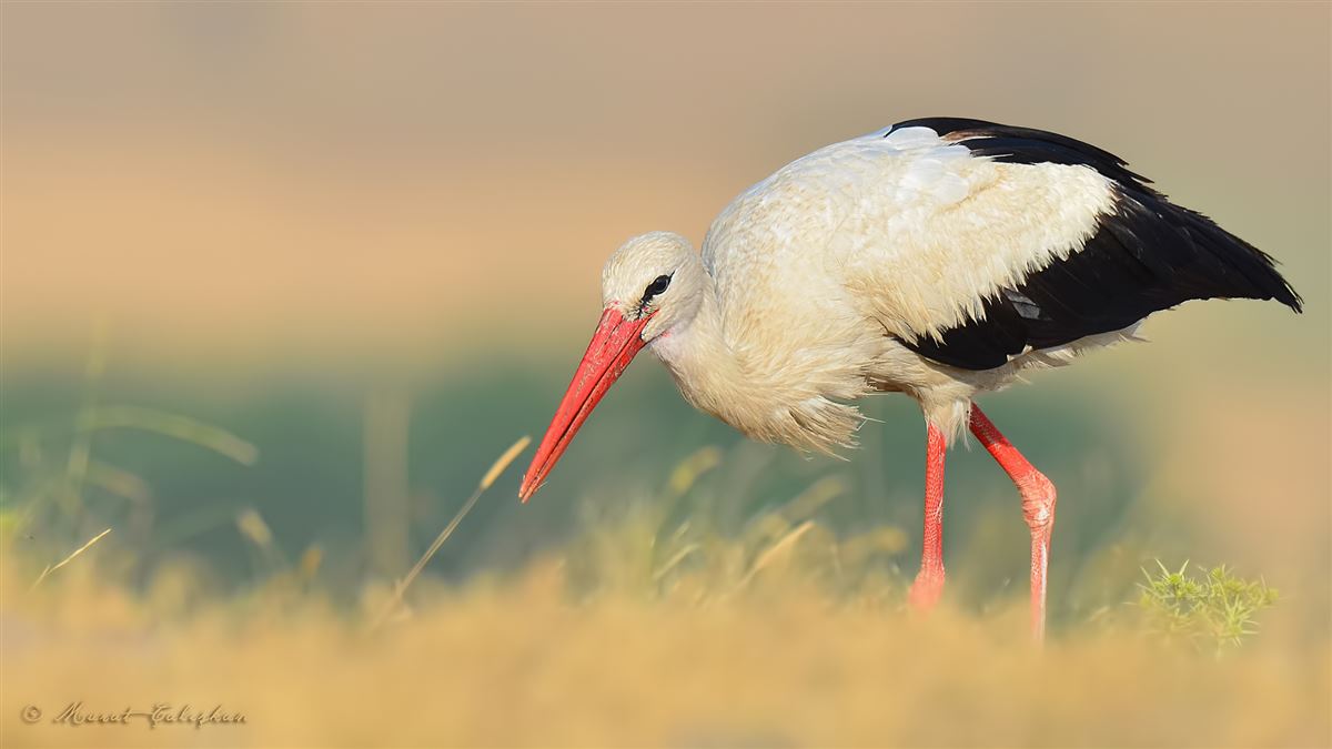 White Stork