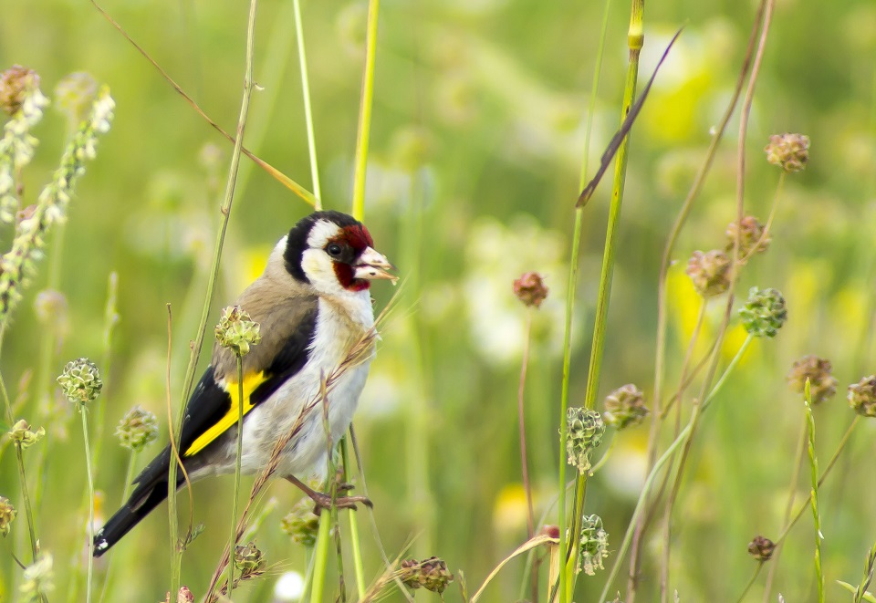 European Goldfinch