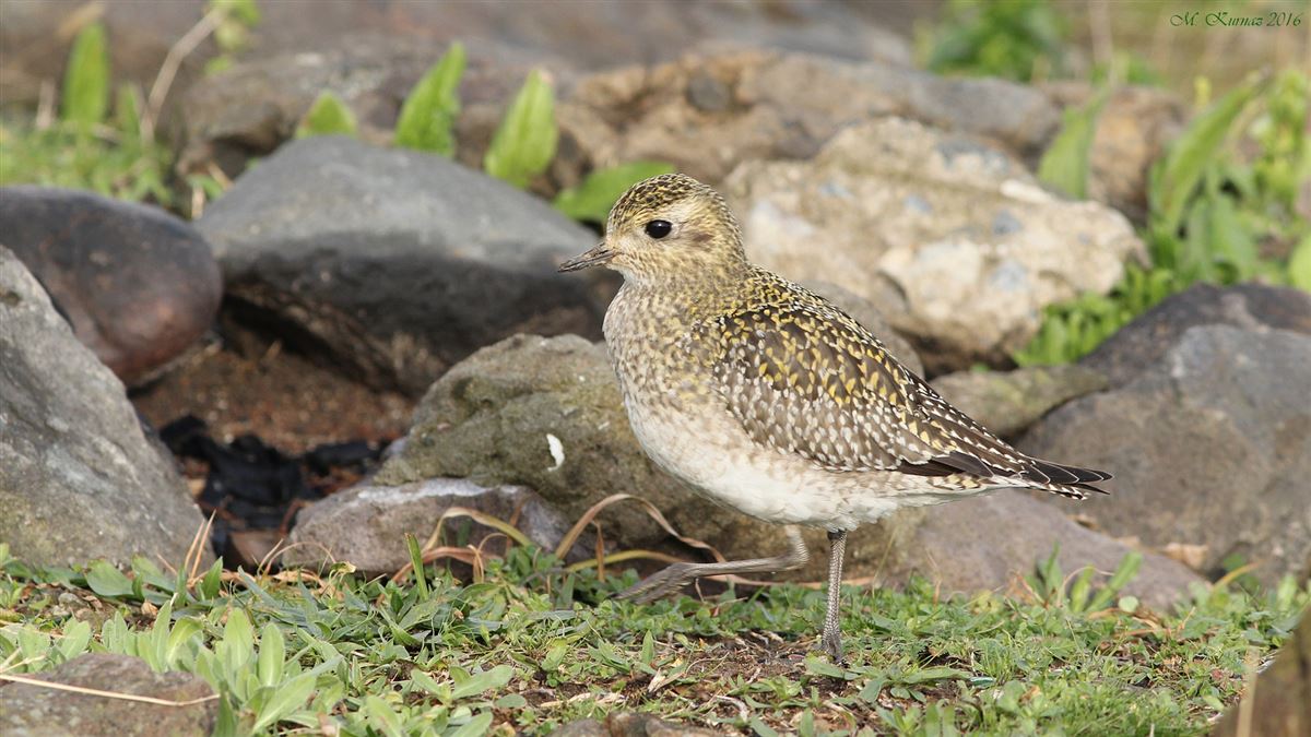 European Golden Plover