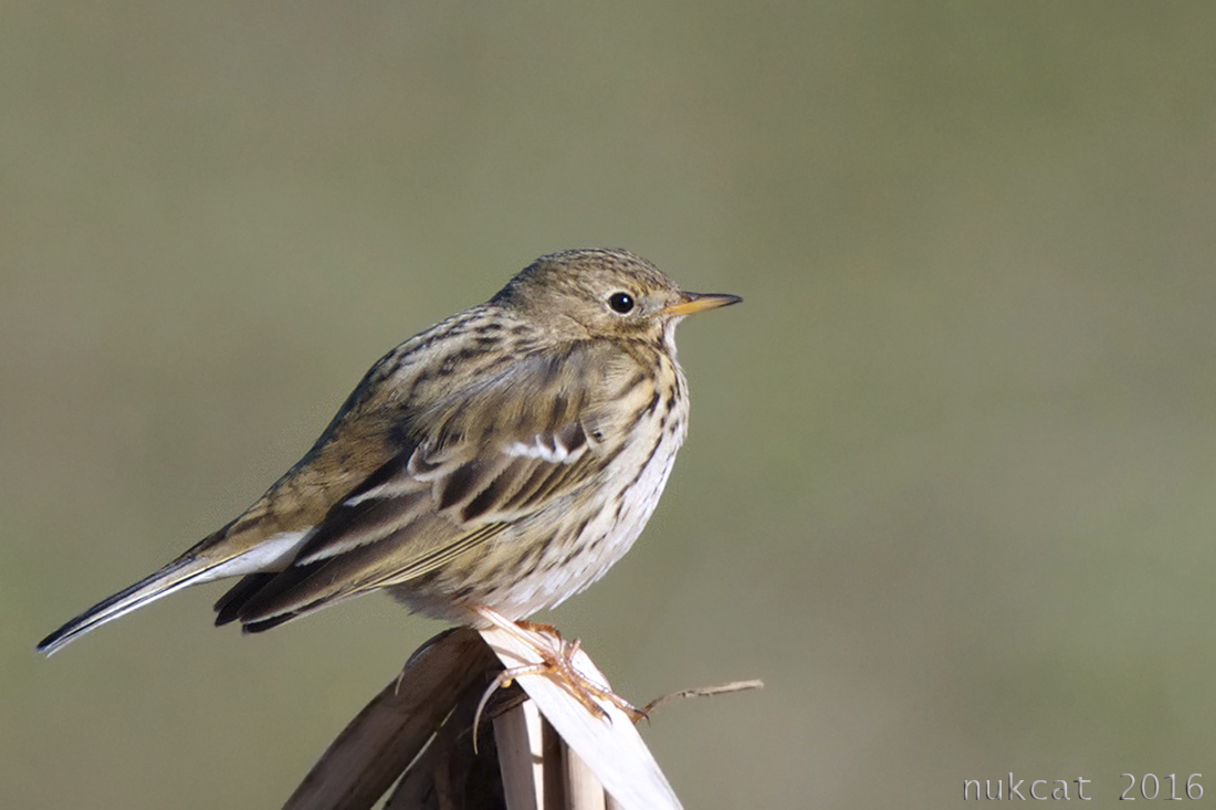 Meadow Pipit