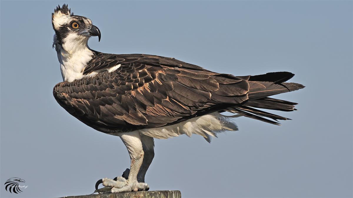 Osprey