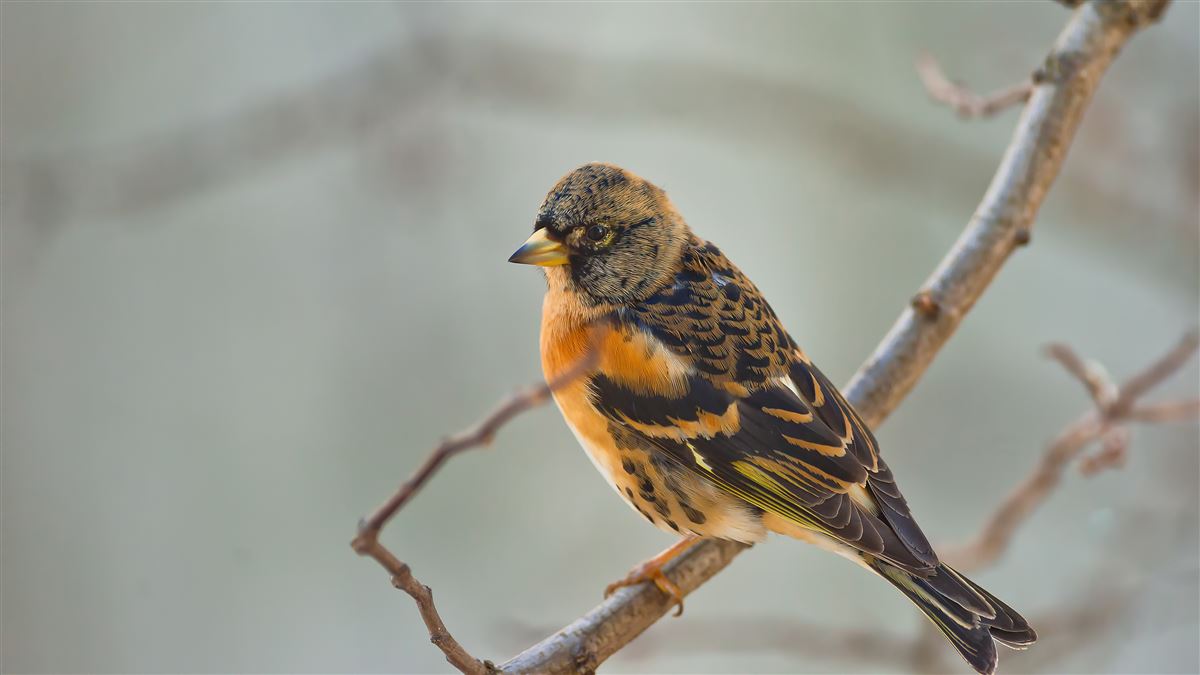Brambling