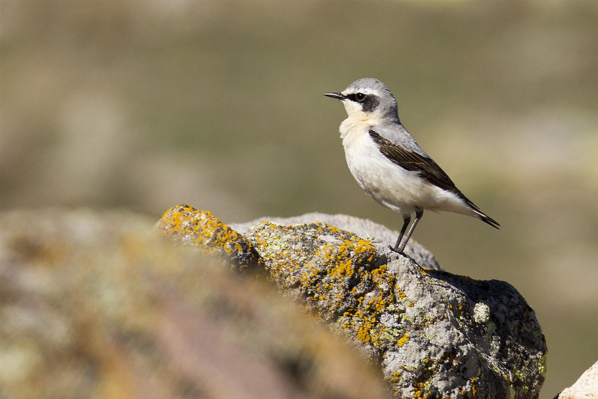 Northern Wheatear