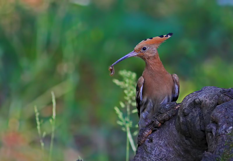 Common Hoopoe