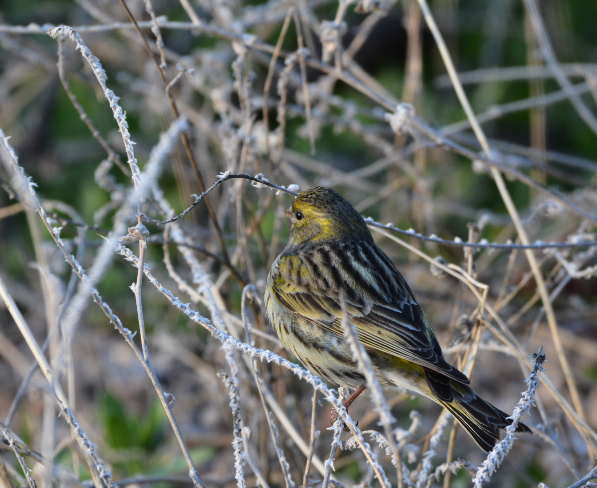 European Serin