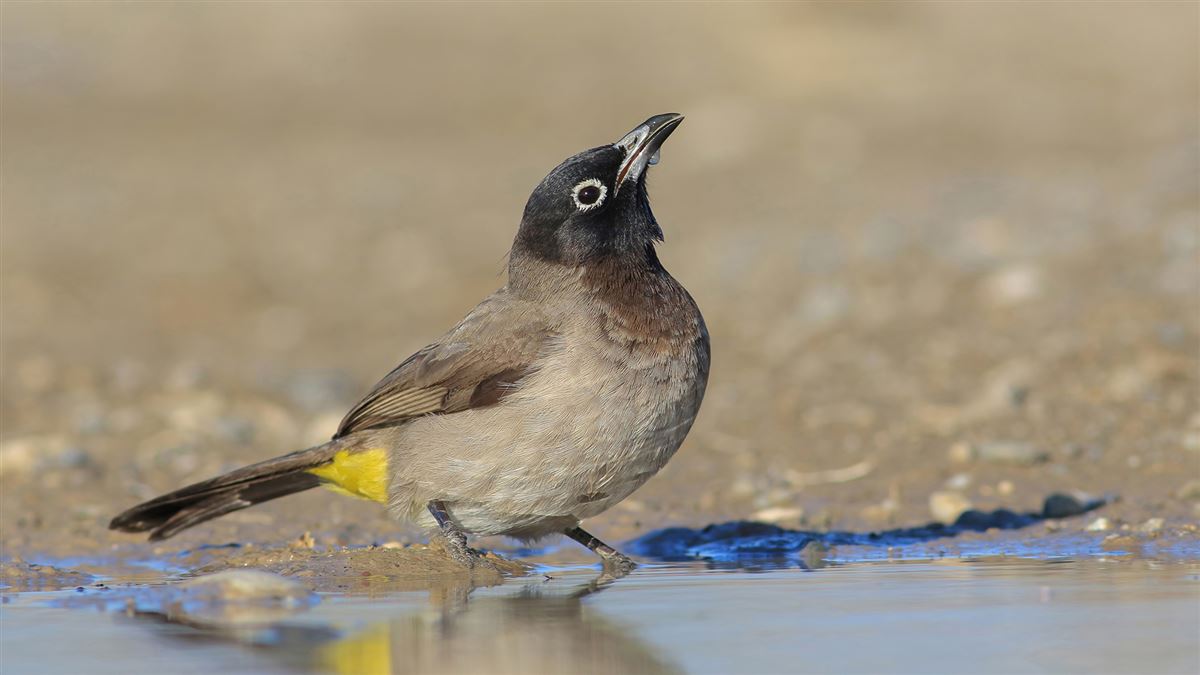 White-spectacled Bulbul