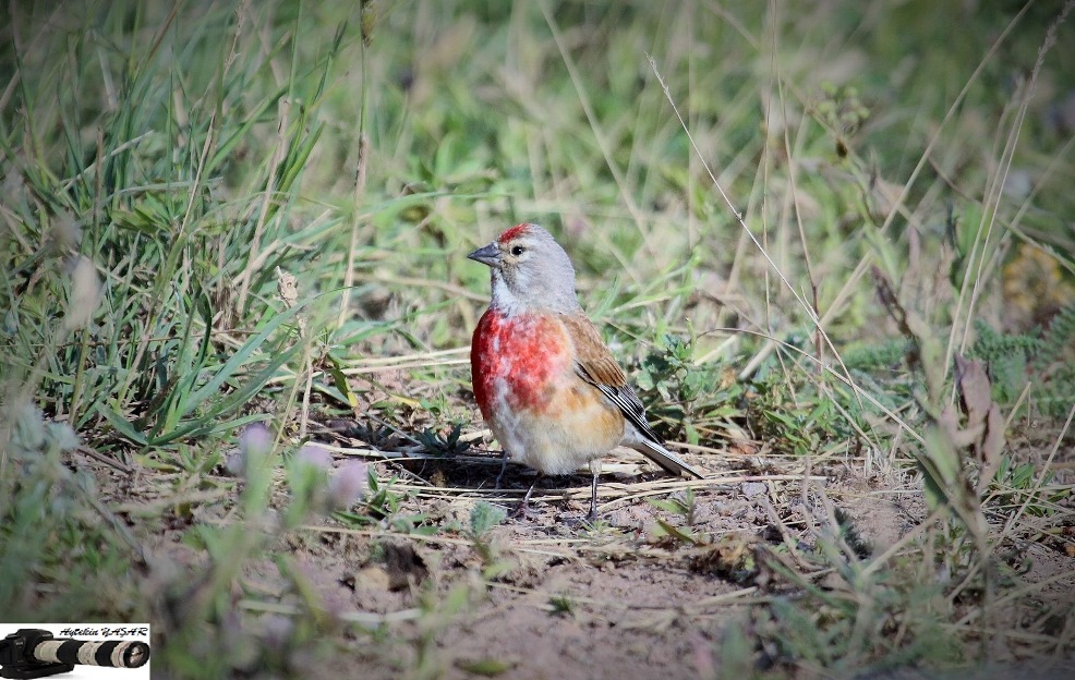 Common Linnet