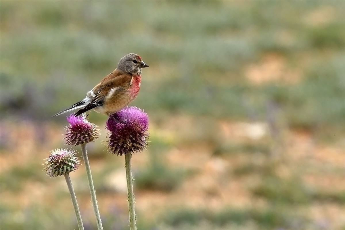 Common Linnet