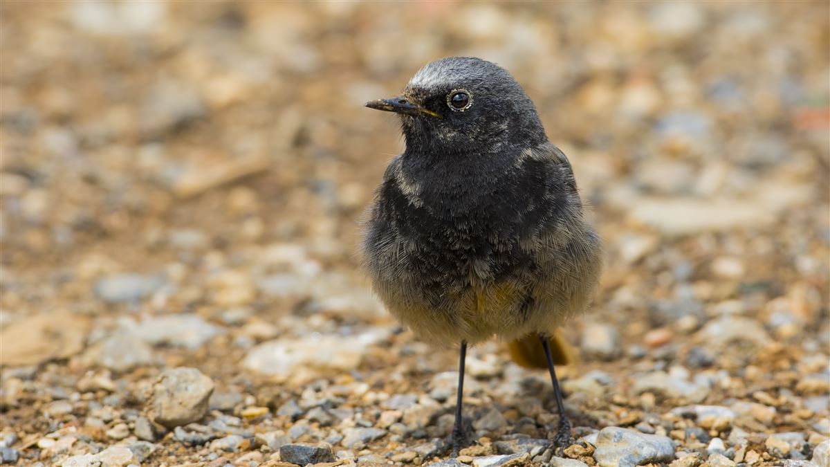 Black Redstart
