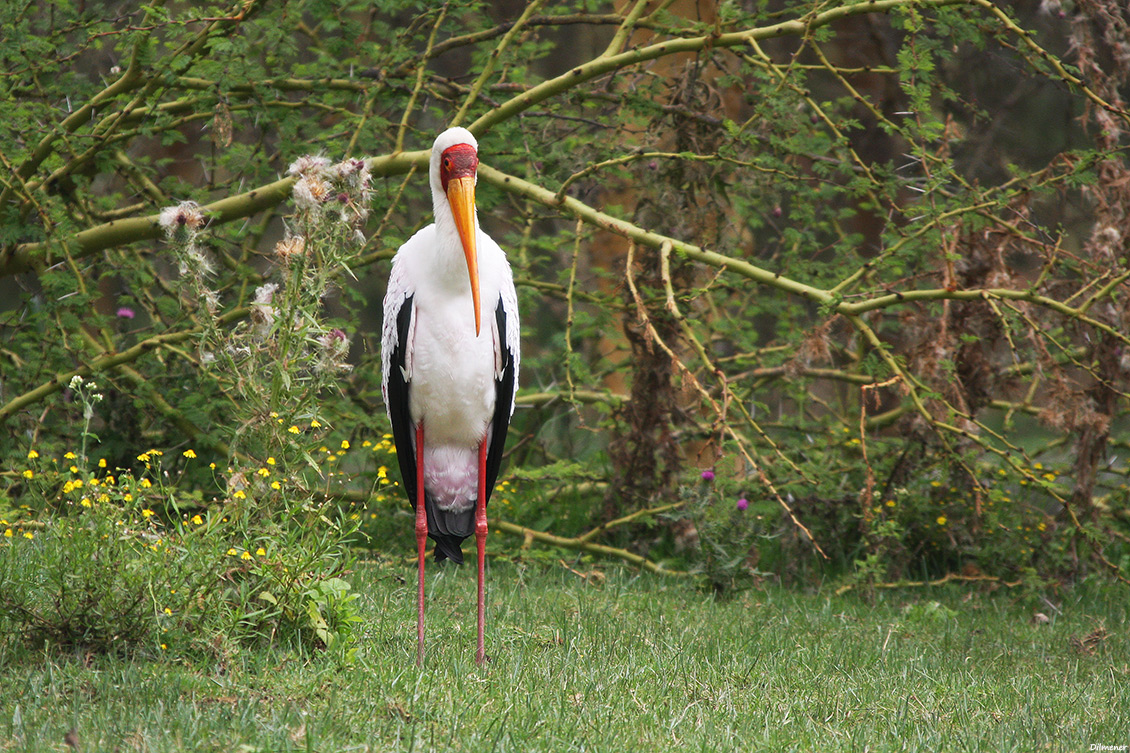 Yellow-billed Stork