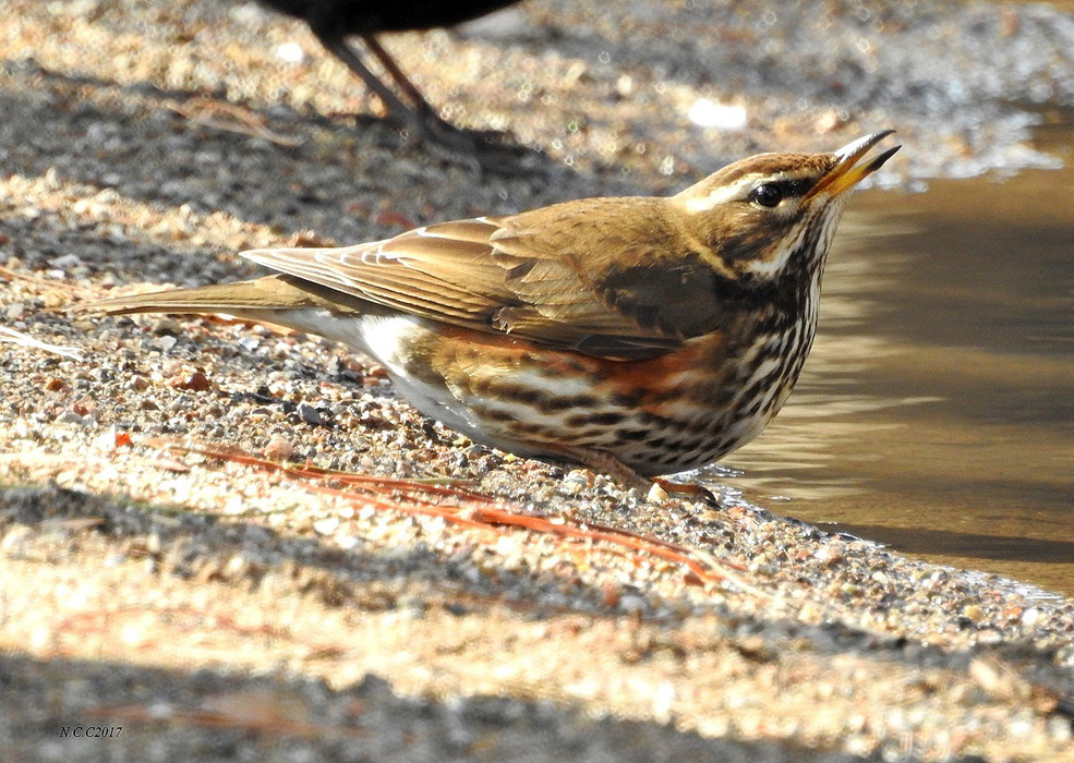 Redwing