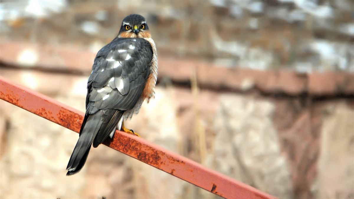 Eurasian Sparrowhawk