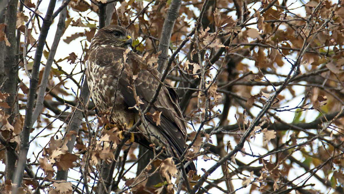 Common Buzzard