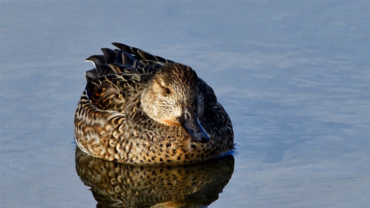 Eurasian Teal