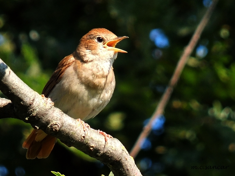 Common Nightingale