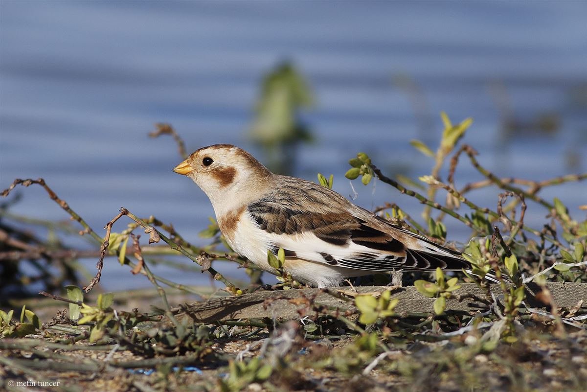 Snow Bunting