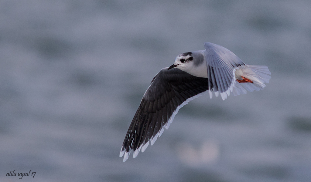 Little Gull