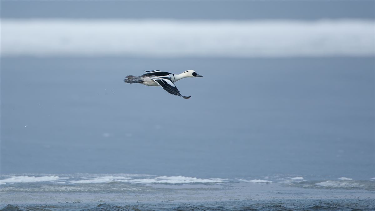 Smew