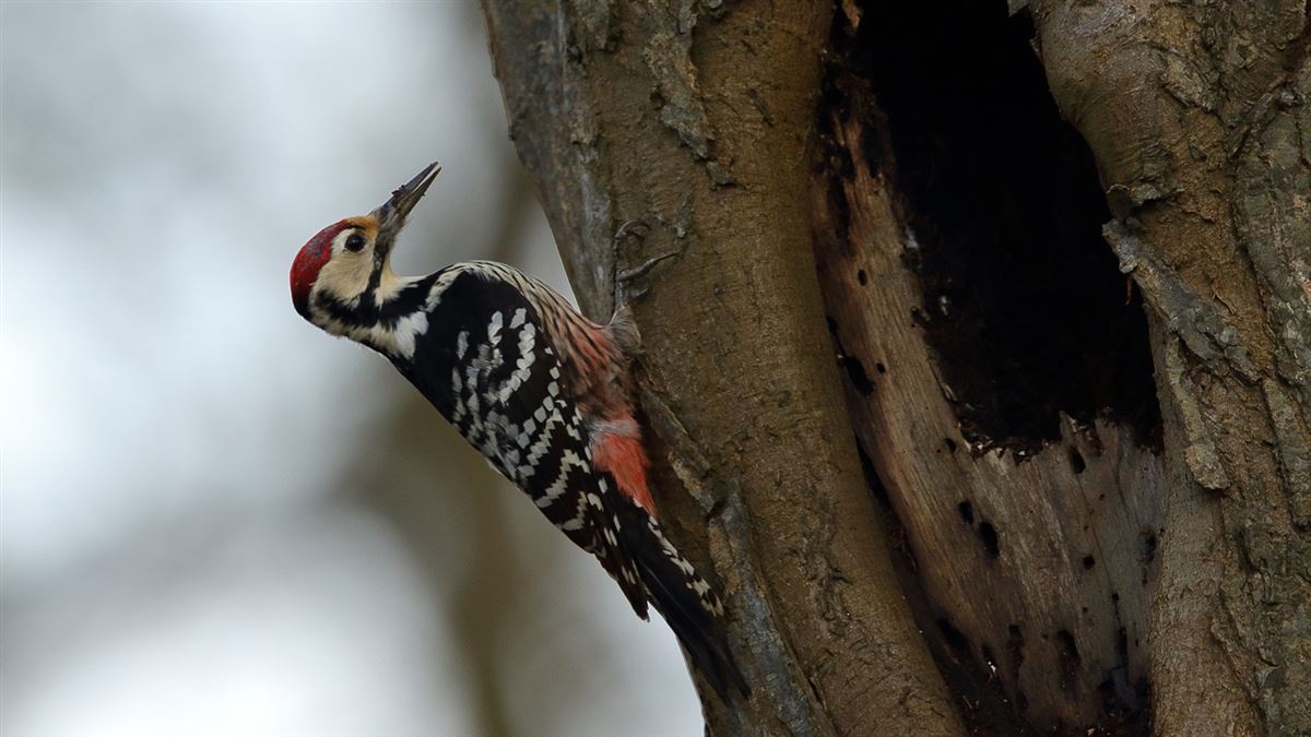 White-backed Woodpecker