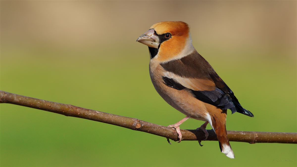 Hawfinch