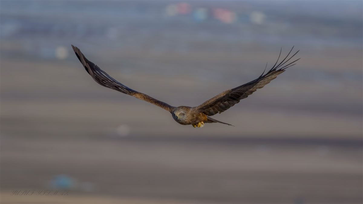 Black Kite