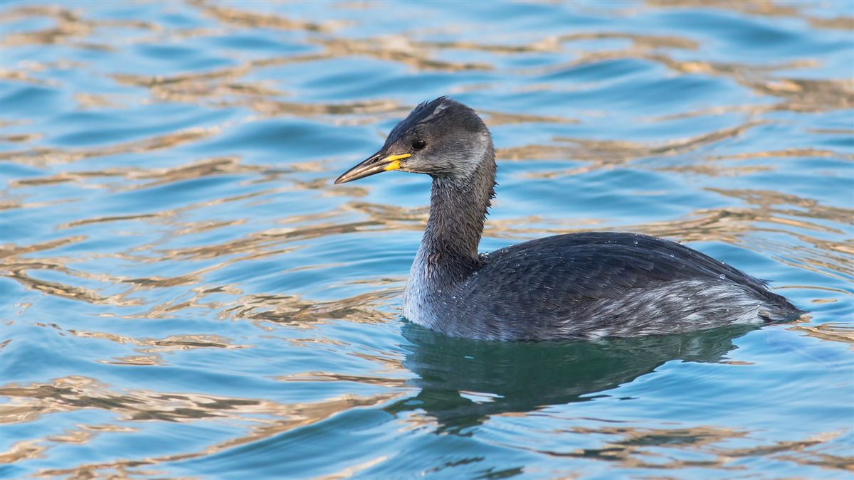 Red-necked Grebe