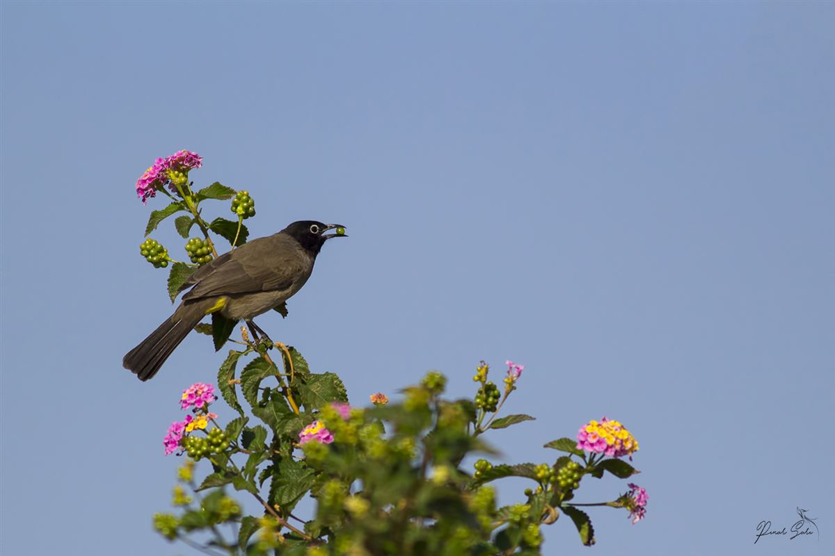White-spectacled Bulbul