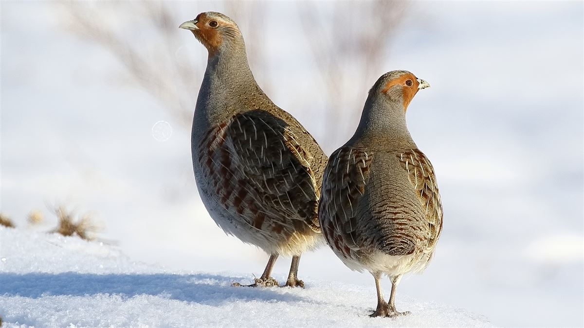 Grey Partridge