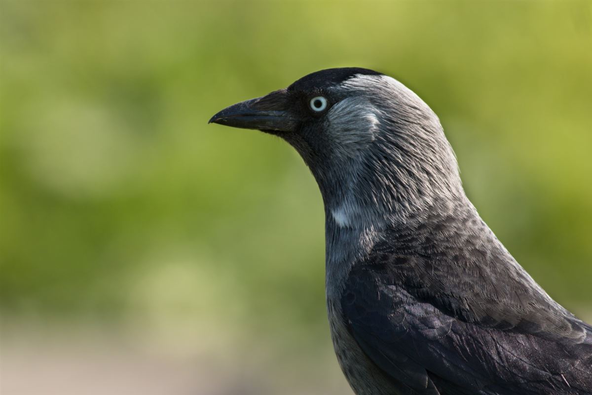 Western Jackdaw