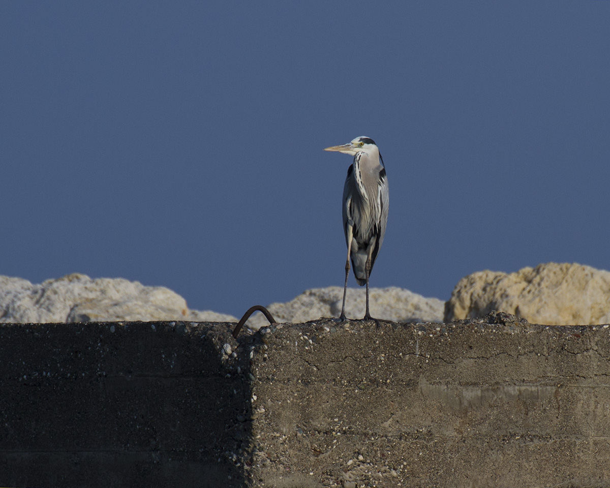 Grey Heron
