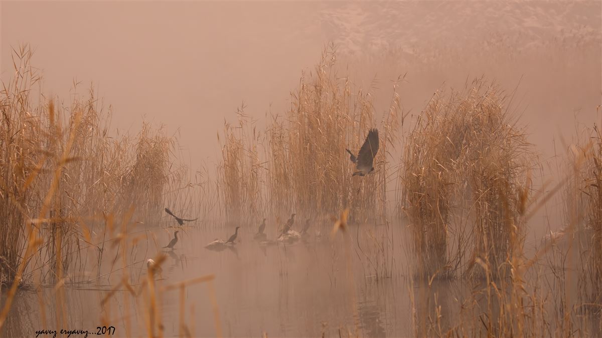 Grey Heron