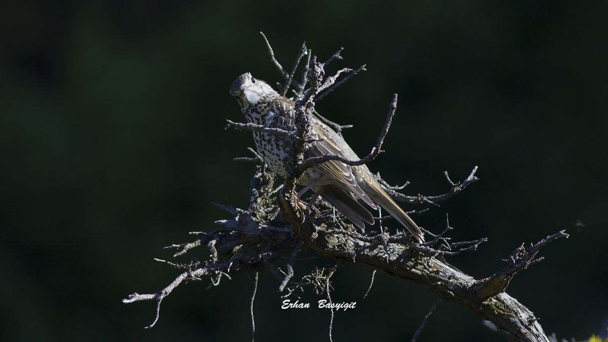 Mistle Thrush