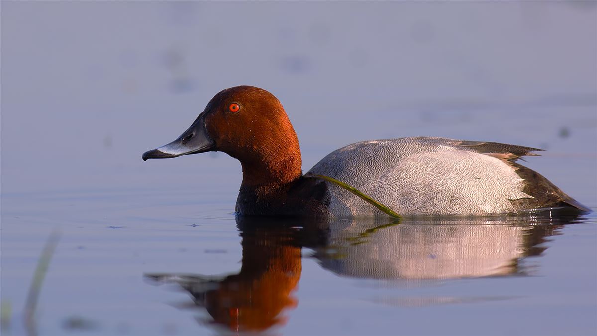 Common Pochard