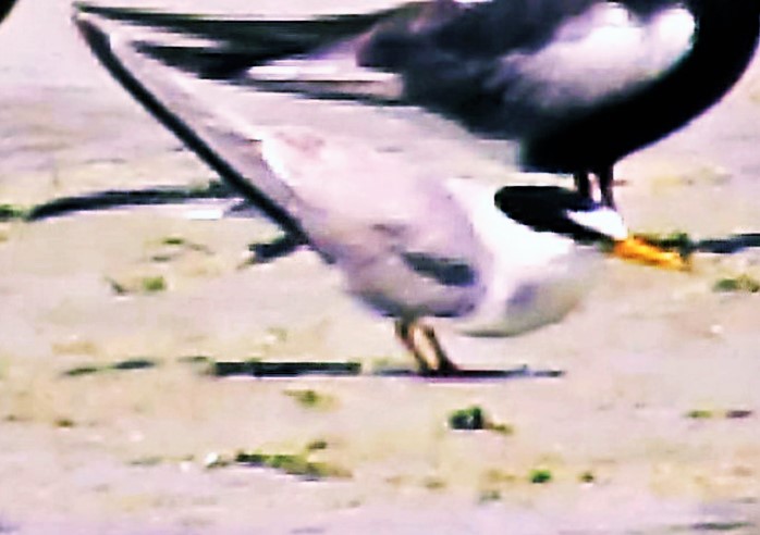 Küçük sumru