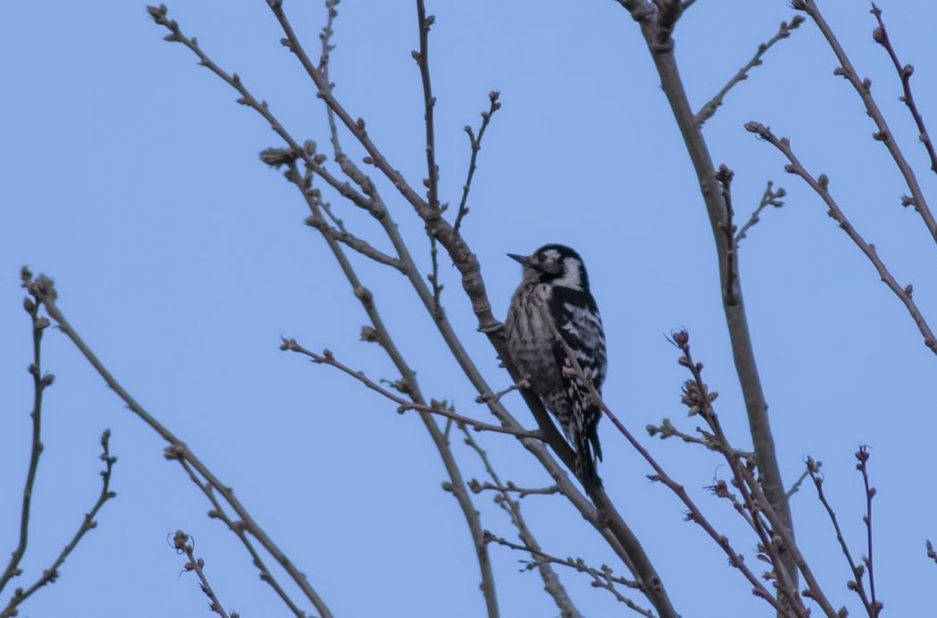 Lesser Spotted Woodpecker