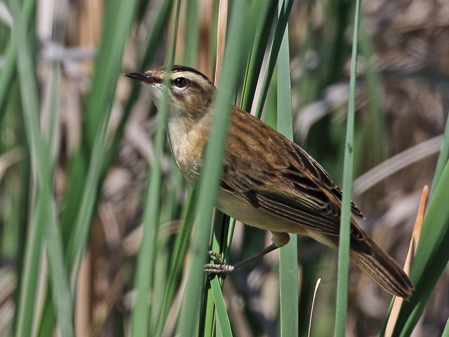 Sedge Warbler