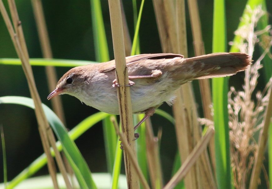 Cetti`s Warbler
