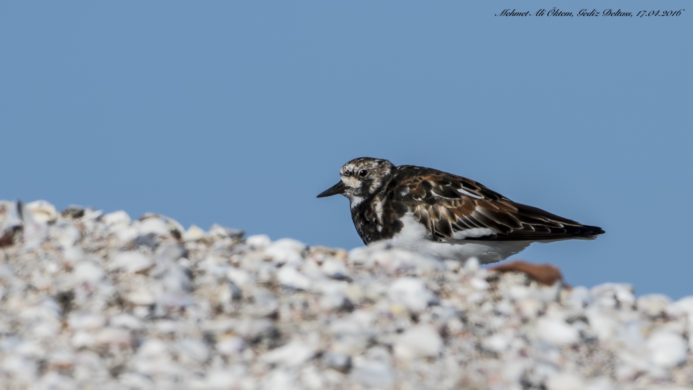 Ruddy Turnstone