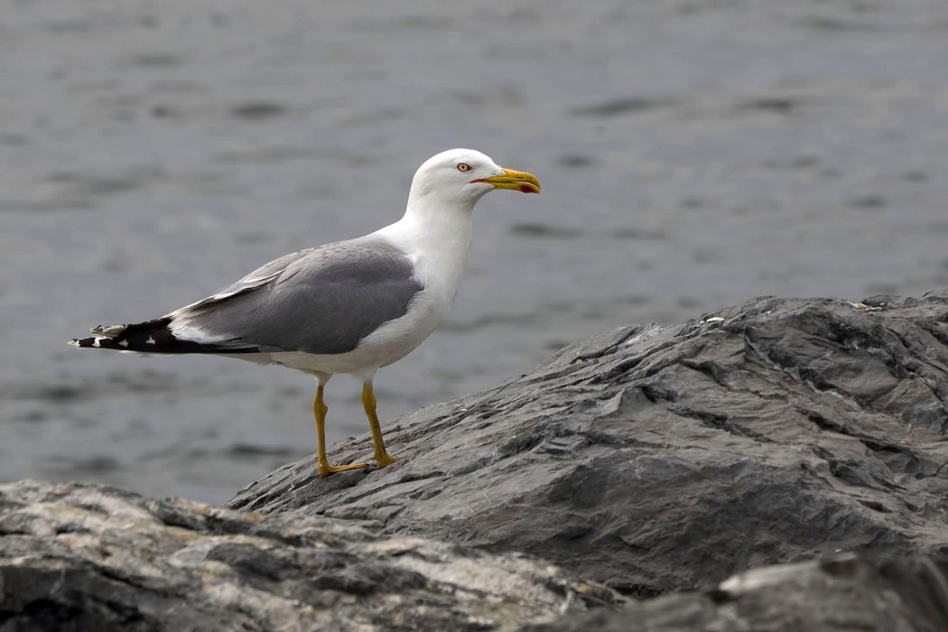 Yellow-legged Gull