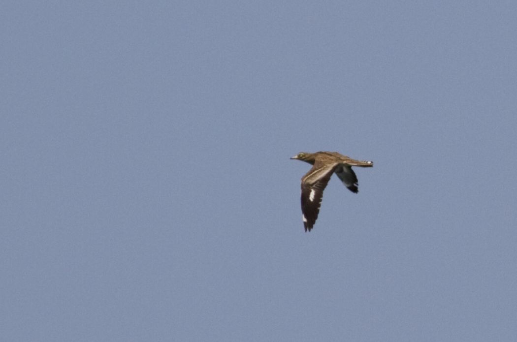Eurasian Stone-curlew