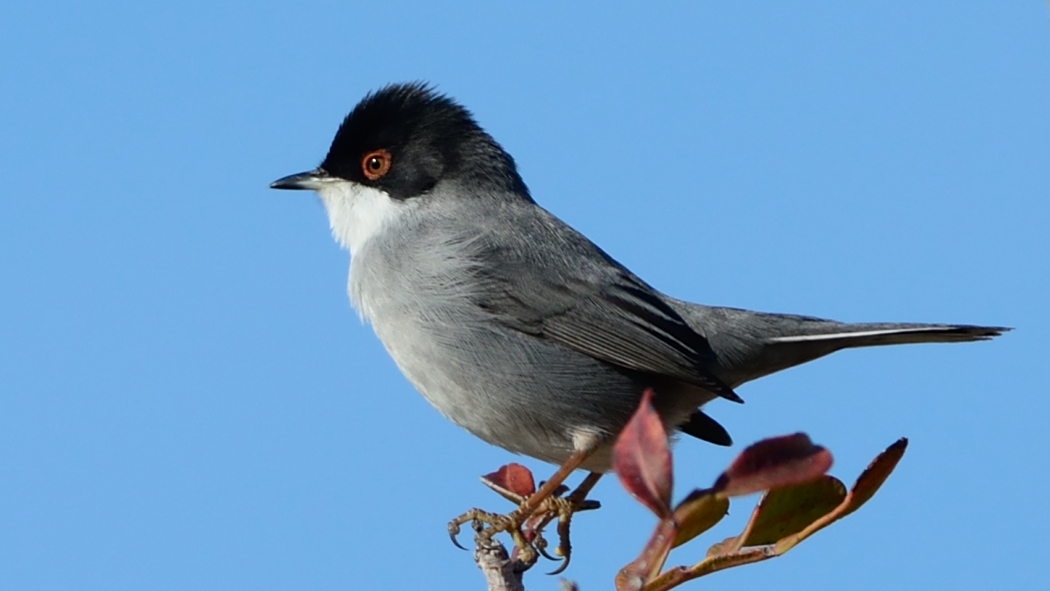 Sardinian Warbler