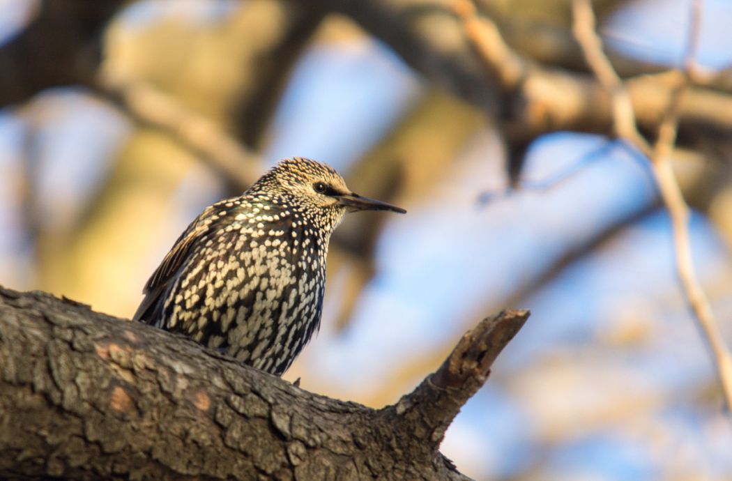 Common Starling