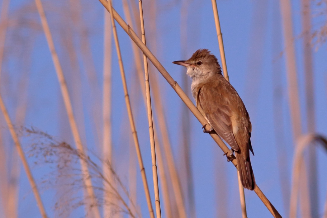 Great Reed Warbler