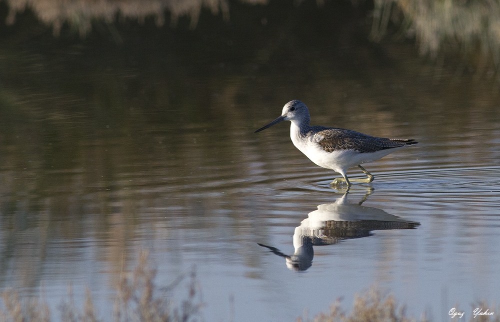 Common Greenshank