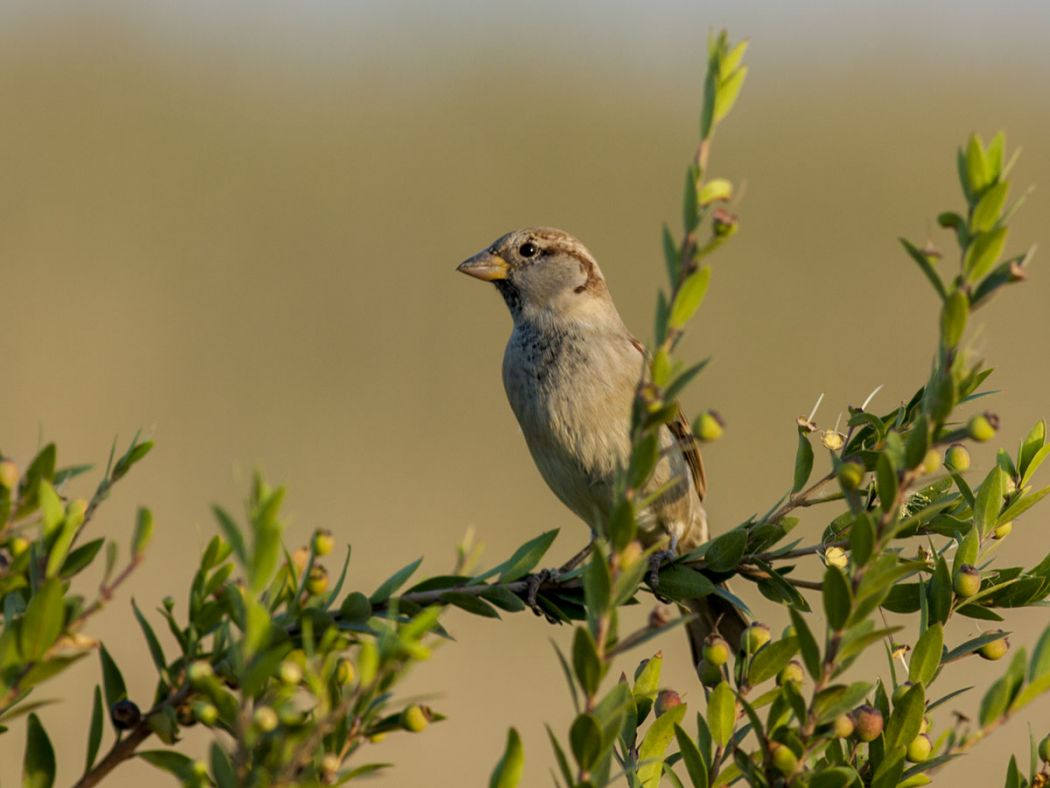 House Sparrow