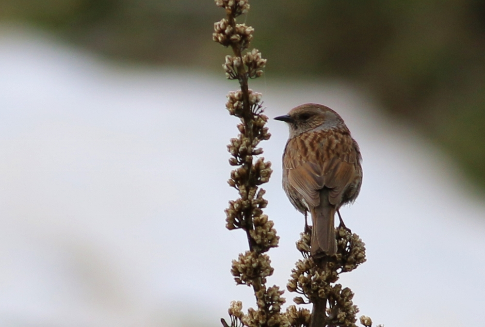 Dunnock