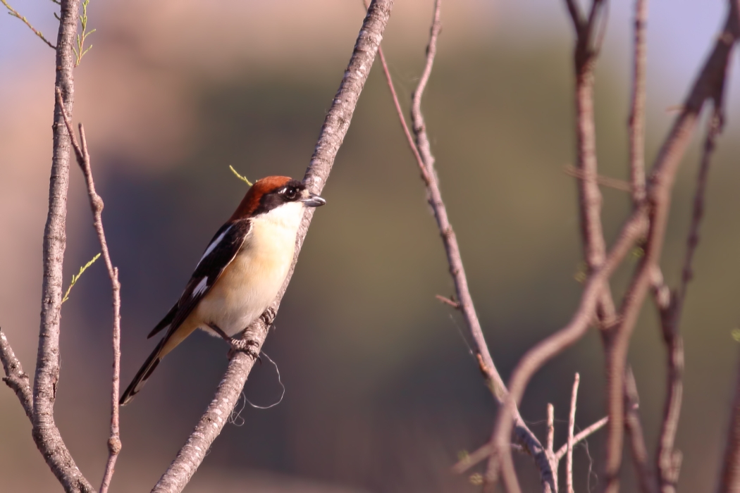 Woodchat Shrike