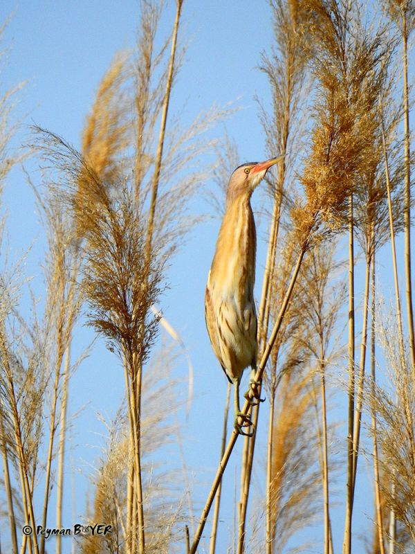 Little Bittern